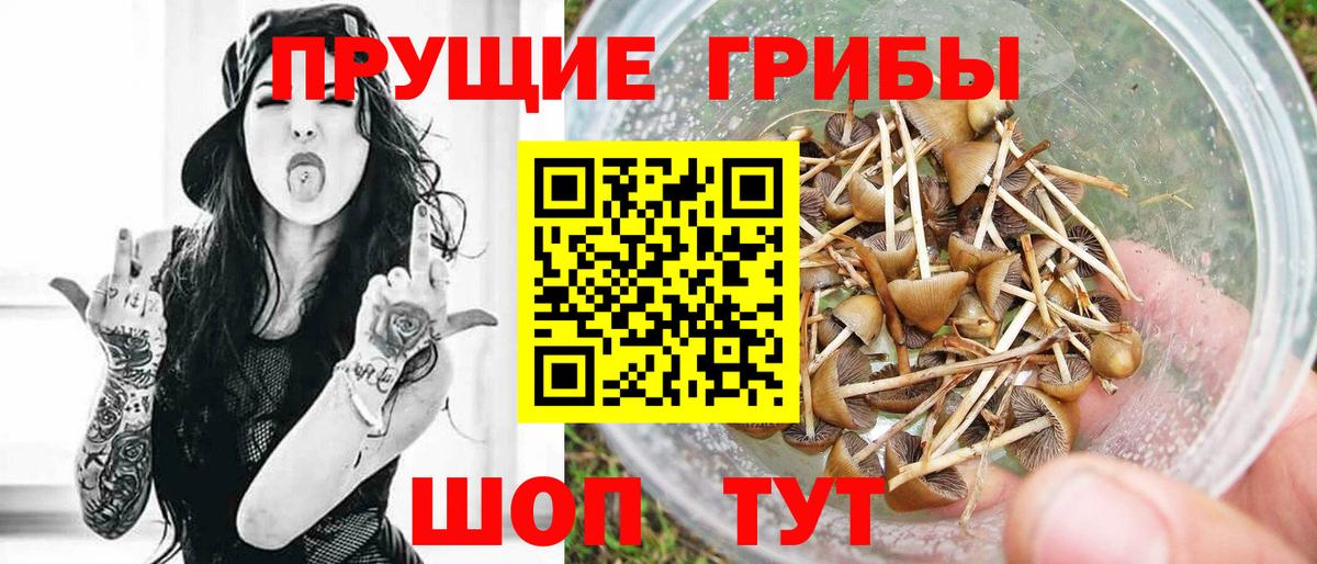 купить  сайты  Вход с VPN  Биробиджан  Псилоцибиновые грибы прущие грибы 